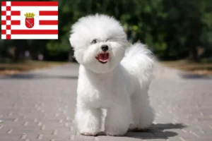 Scopri di più sull'articolo Allevatori di Bichon Frisé e cuccioli a Brema