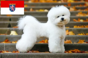 Scopri di più sull'articolo Allevatori di Bichon Frisé e cuccioli in Assia