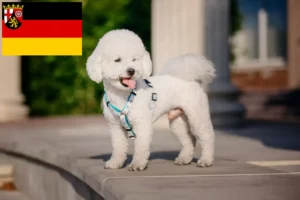 Scopri di più sull'articolo Allevatori di Bichon Frisé e cuccioli in Renania-Palatinato