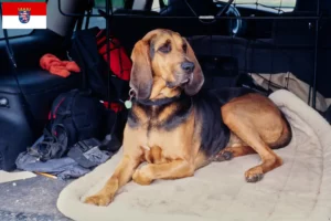 Scopri di più sull'articolo Allevatori di Bloodhound e cuccioli in Hessen