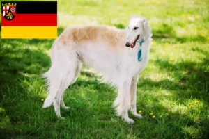 Scopri di più sull'articolo Allevatori e cuccioli di Borzoi in Renania-Palatinato