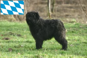 Scopri di più sull'articolo Allevatori di Bouvier des Flandres e cuccioli in Baviera