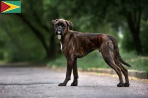 Scopri di più sull'articolo Allevatori di Boxer e cuccioli in Guyana