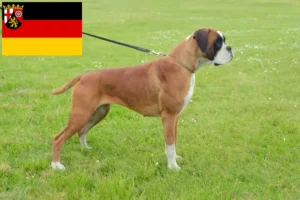 Scopri di più sull'articolo Allevatori e cuccioli di Boxer in Renania-Palatinato