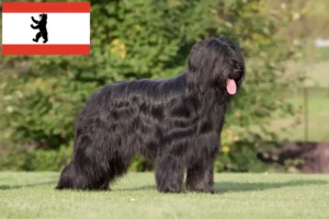 Scopri di più sull'articolo Allevatori e cuccioli di Briard a Berlino