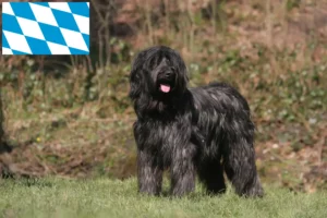 Scopri di più sull'articolo Allevatori e cuccioli di Briard in Baviera