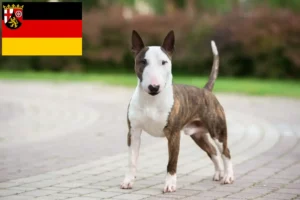 Scopri di più sull'articolo Allevatori e cuccioli di Bull Terrier in miniatura in Renania-Palatinato