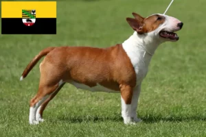 Scopri di più sull'articolo Allevatori di Bull Terrier in Miniatura e cuccioli in Sassonia-Anhalt