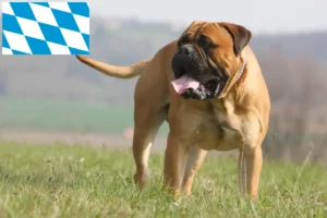 Scopri di più sull'articolo Allevatori e cuccioli di Bullmastiff in Baviera