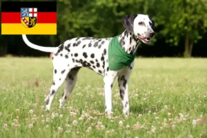 Scopri di più sull'articolo Allevatori di Dalmata e cuccioli in Saarland