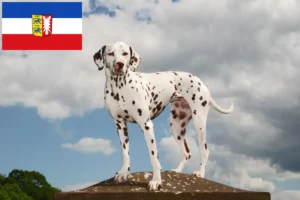 Scopri di più sull'articolo Allevatori di Dalmata e cuccioli in Schleswig-Holstein