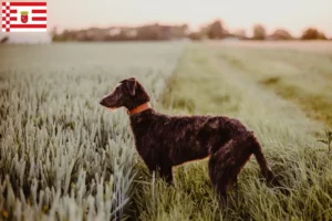 Scopri di più sull'articolo Allevatori di Deerhound e cuccioli a Brema