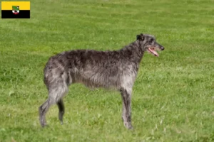 Scopri di più sull'articolo Allevatori di Deerhound e cuccioli in Sassonia-Anhalt