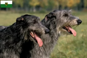 Scopri di più sull'articolo Allevatori di Deerhound e cuccioli in Sassonia