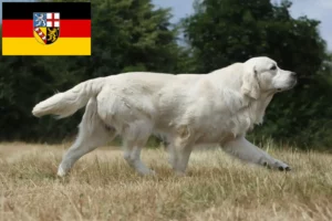 Scopri di più sull'articolo Allevatori di Golden Retriever e cuccioli in Saarland