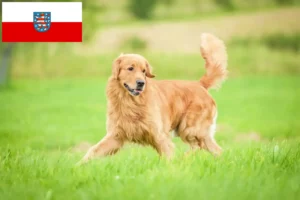 Scopri di più sull'articolo Allevatori di Golden Retriever e cuccioli in Turingia