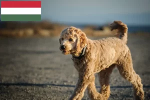 Scopri di più sull'articolo Allevatori di Goldendoodle e cuccioli in Ungheria