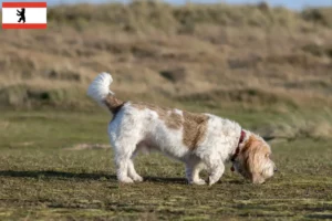 Scopri di più sull'articolo Allevatori e cuccioli di Grand Basset Griffon Vendéen a Berlino