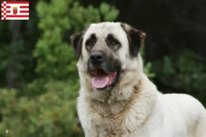 Scopri di più sull'articolo Allevatori di Kangal e cuccioli a Brema