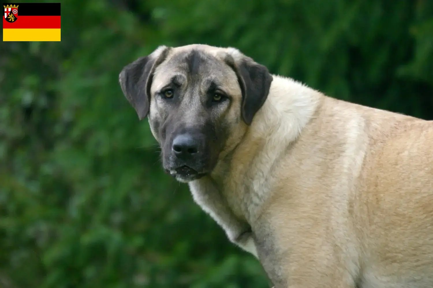 Scopri di più sull'articolo Allevatori di Kangal e cuccioli in Renania-Palatinato