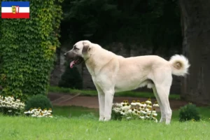 Scopri di più sull'articolo Allevatori di Kangal e cuccioli in Schleswig-Holstein