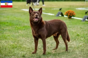 Scopri di più sull'articolo Allevatori di Kelpie Australiani e cuccioli in Schleswig-Holstein