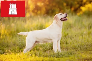 Scopri di più sull'articolo Allevatori di Labrador e cuccioli a Amburgo