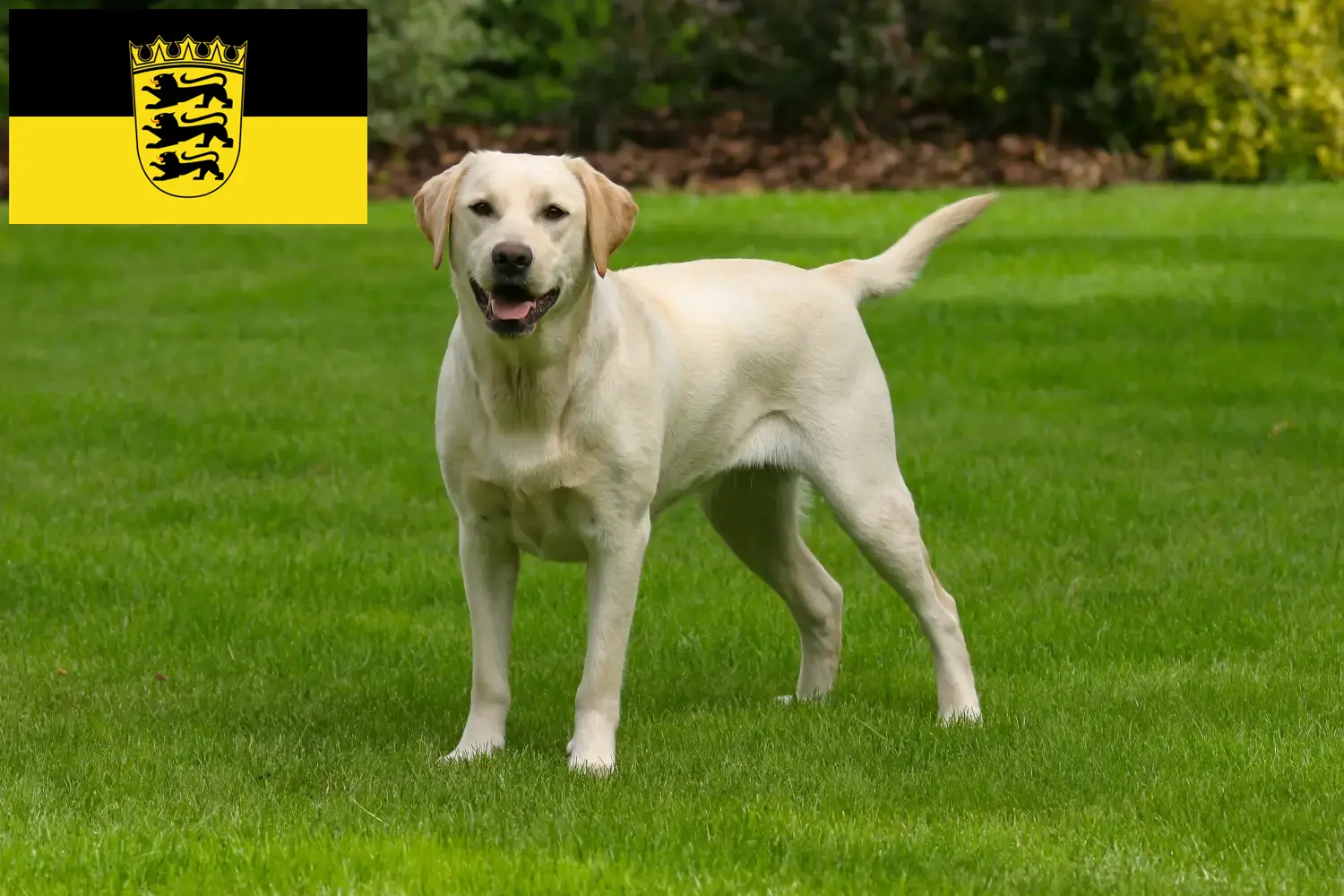 Scopri di più sull'articolo Allevatori di Labrador e cuccioli in Baden-Württemberg