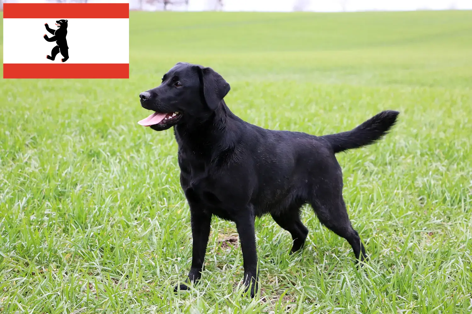 Scopri di più sull'articolo Allevatori di Labrador e cuccioli a Berlino