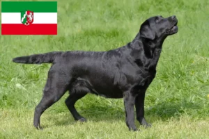 Scopri di più sull'articolo Allevatori di Labrador e cuccioli in Nord Reno-Westfalia