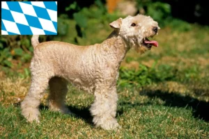 Scopri di più sull'articolo Allevatori di Lakeland Terrier e cuccioli in Baviera