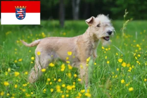 Scopri di più sull'articolo Allevamenti di Lakeland Terrier e cuccioli in Assia