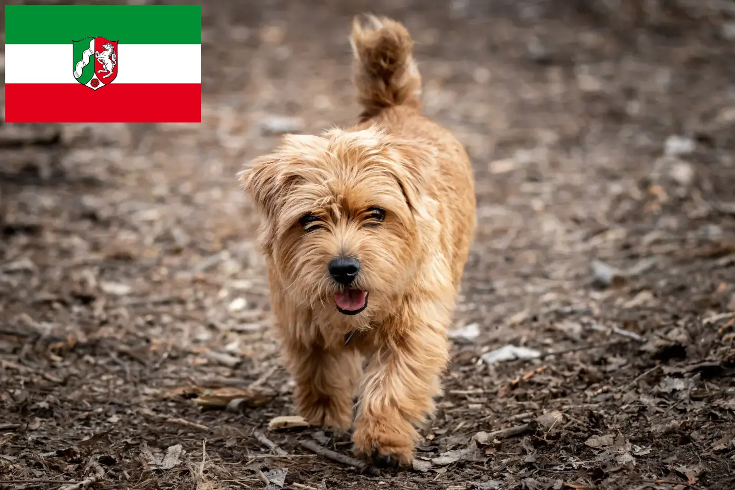 Scopri di più sull'articolo Allevatori di Norfolk Terrier e cuccioli in Nord Reno-Westfalia