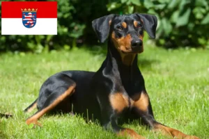 Scopri di più sull'articolo Allevatori di Pinscher tedeschi e cuccioli in Assia