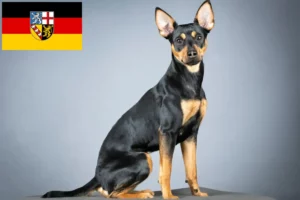 Scopri di più sull'articolo Allevatore di Pinscher tedeschi e cuccioli in Saarland