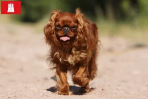 Scopri di più sull'articolo Allevatori di King Charles Spaniel e cuccioli a Amburgo