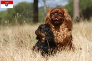 Scopri di più sull'articolo Allevatori di King Charles Spaniel e cuccioli a Hessen