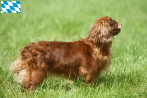 Scopri di più sull'articolo Allevatori di King Charles Spaniel e cuccioli in Baviera