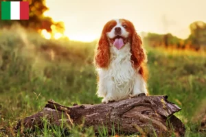 Scopri di più sull'articolo Allevatori di King Charles Spaniel e cuccioli in Italia