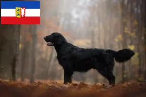 Scopri di più sull'articolo Allevatori di Flat Coated Retriever e cuccioli in Schleswig-Holstein