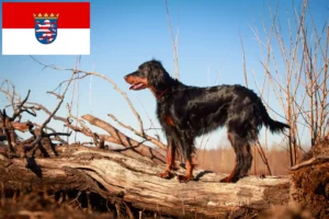 Scopri di più sull'articolo Allevatori di Setter Gordon e cuccioli in Hessen