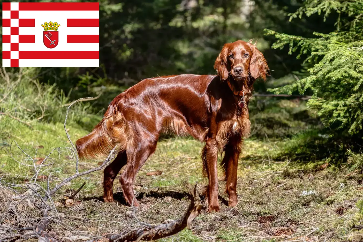 Scopri di più sull'articolo Allevatore di Setter Irlandese Rosso e cuccioli a Brema