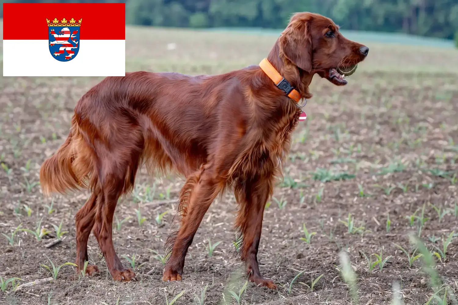 Scopri di più sull'articolo Allevatori e cuccioli di Setter Rosso Irlandese in Assia