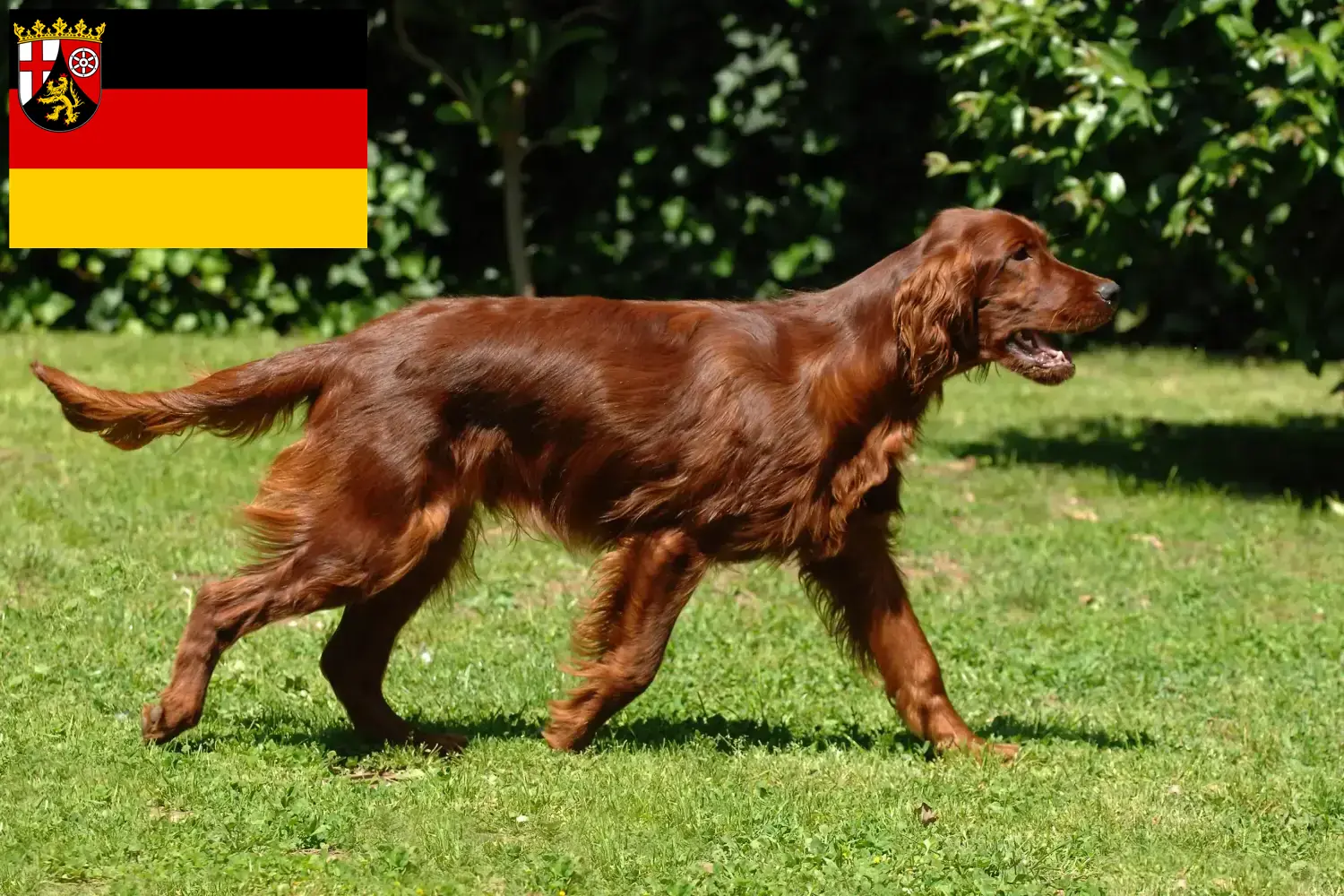 Scopri di più sull'articolo Allevatori di Setter Rossi Irlandesi e cuccioli in Renania-Palatinato