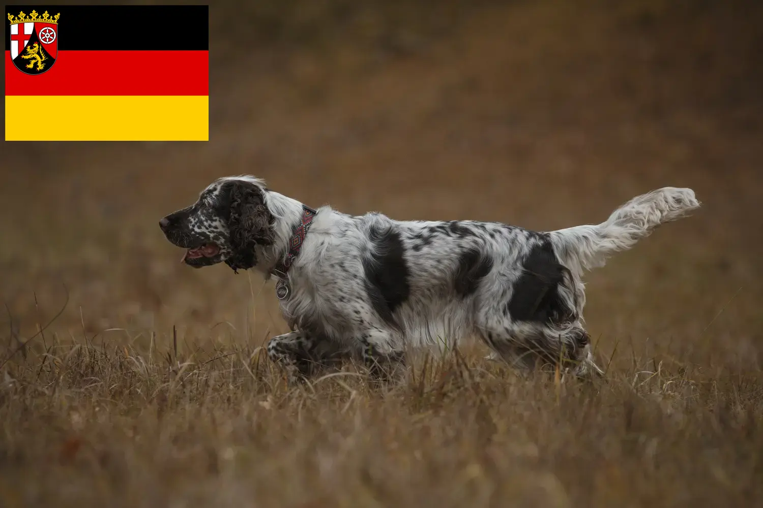 Scopri di più sull'articolo Allevatori di Springer Spaniel Inglese e cuccioli in Renania-Palatinato