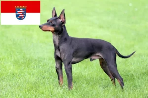 Scopri di più sull'articolo Allevatori e cuccioli di English Toy Terrier in Assia