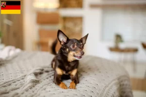 Scopri di più sull'articolo Allevamenti e cuccioli di English Toy Terrier in Renania-Palatinato