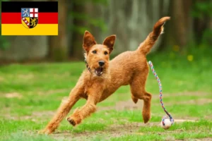 Scopri di più sull'articolo Allevatori di Irish Terrier e cuccioli in Saarland