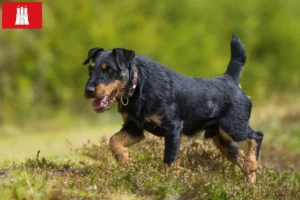 Scopri di più sull'articolo Allevatore di Terrier Tedesco da Caccia e cuccioli ad Amburgo