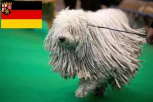 Scopri di più sull'articolo Allevatori e cuccioli di Komondor in Renania-Palatinato